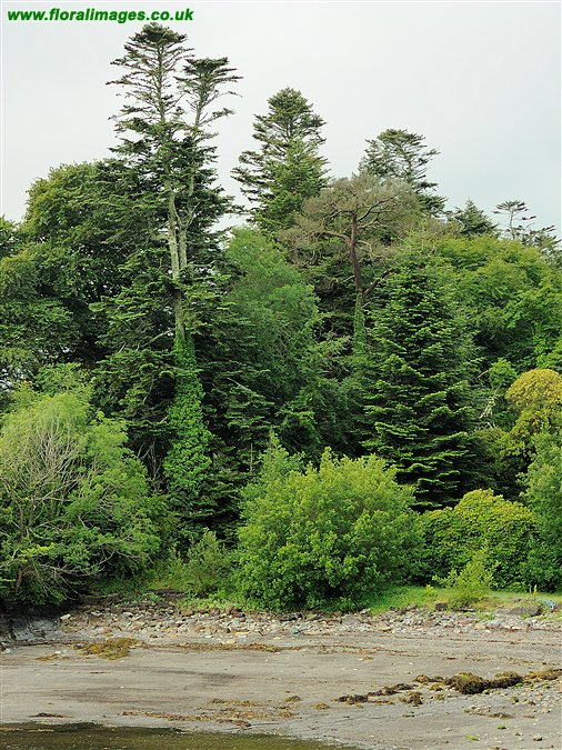 Abies alba