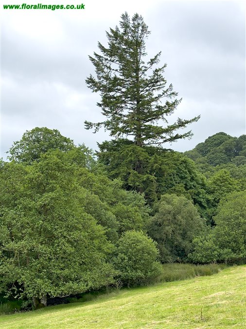 Abies grandis