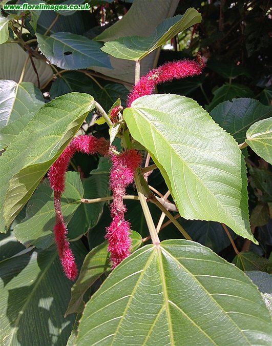 Acalypha hispida
