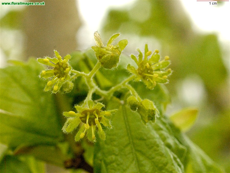 Acer campestre