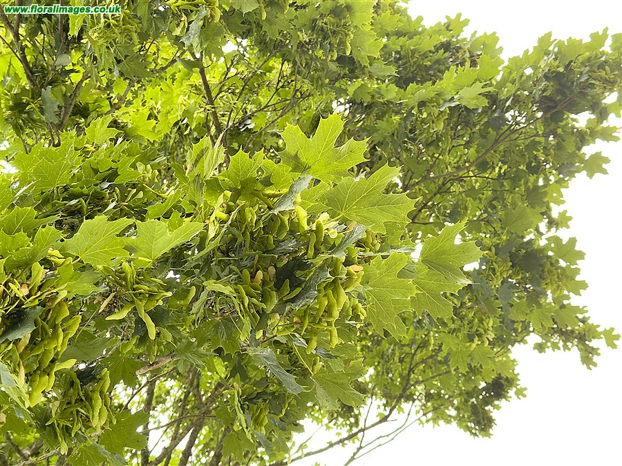 Acer platanoides