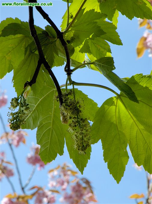 Acer pseudoplatanus