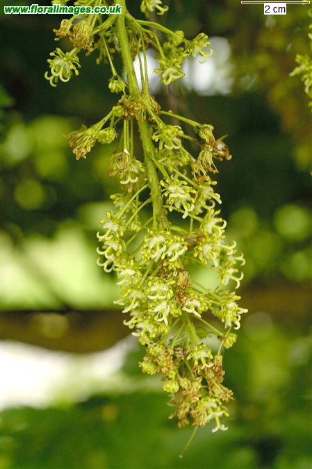 Acer pseudoplatanus