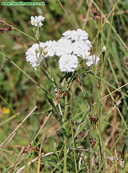 Achillea ptarmica