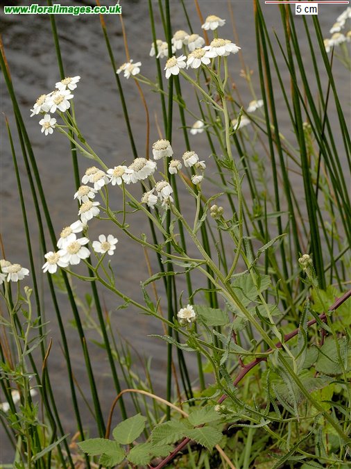 Achillea ptarmica