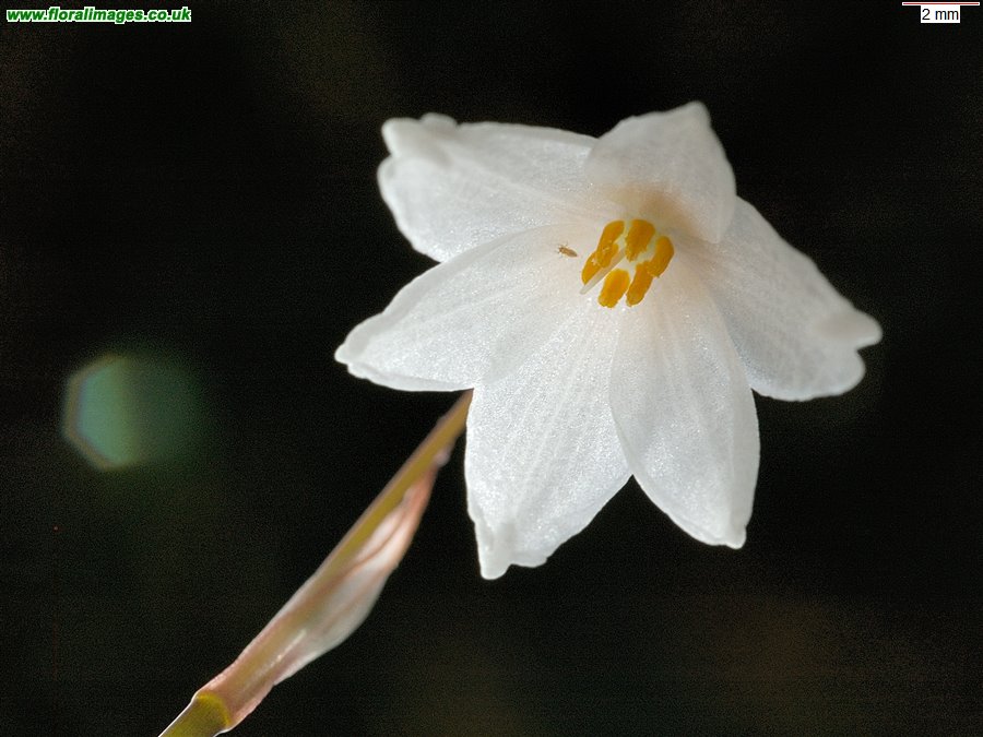 Acis autumnalis