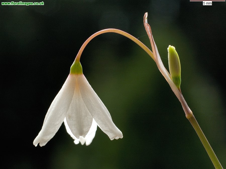 Acis autumnalis