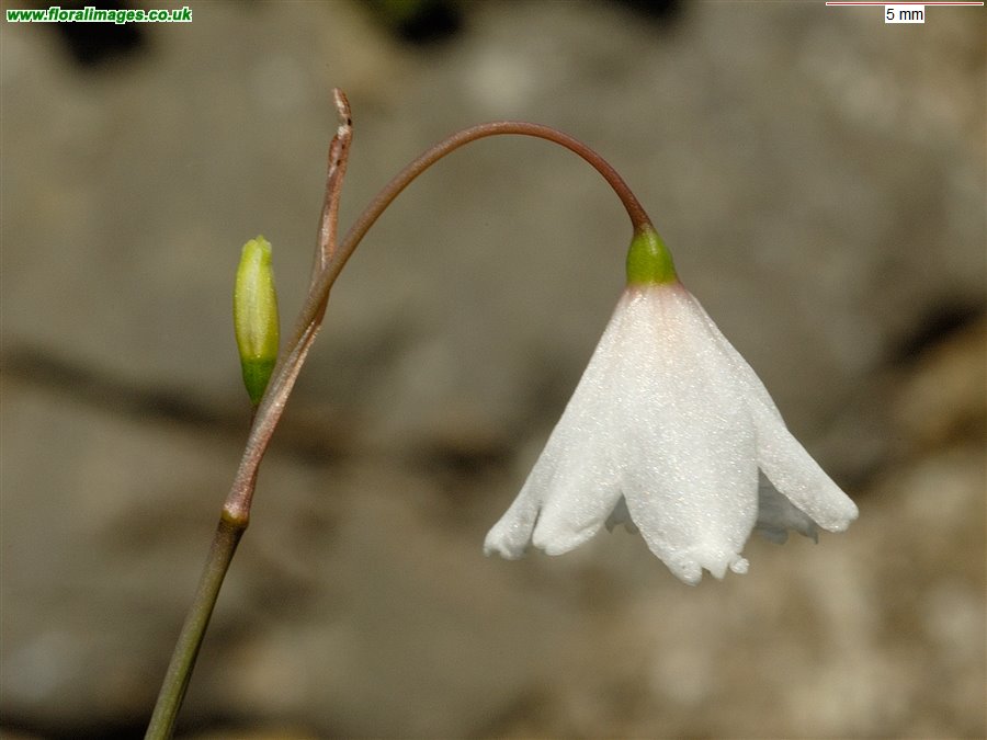 Acis autumnalis