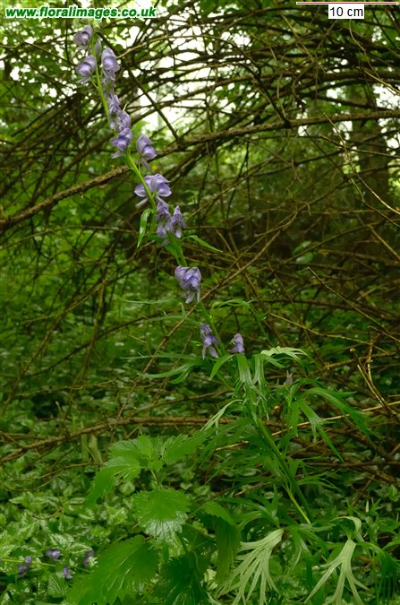 Aconitum napellus