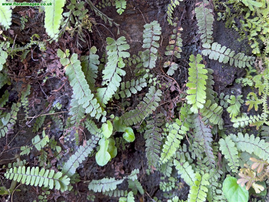 Adiantum caudatum