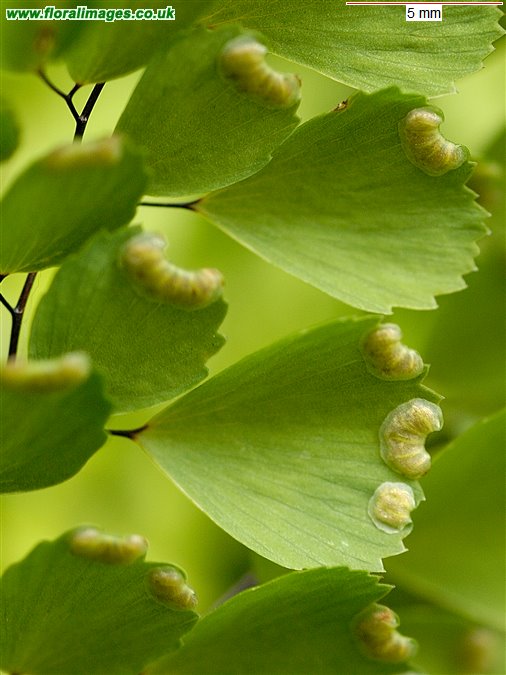 Adiantum venustum