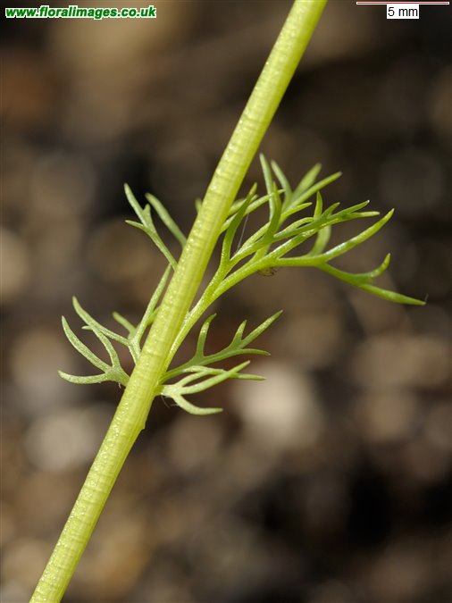 Adonis annua