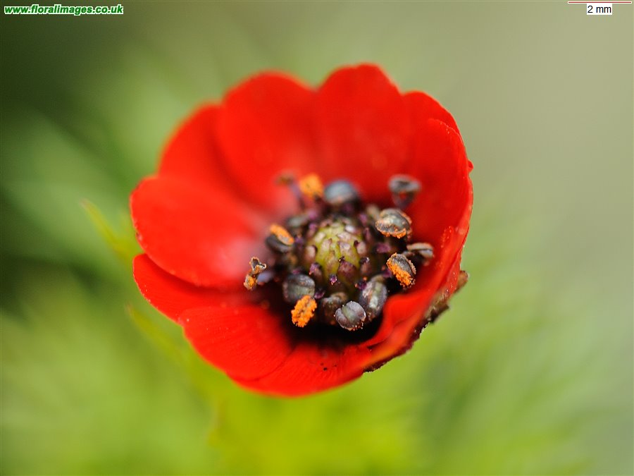 Adonis annua