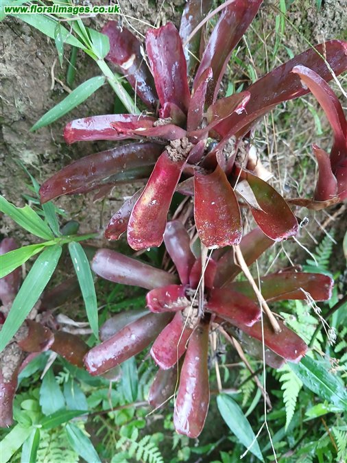 Aechmea caudata