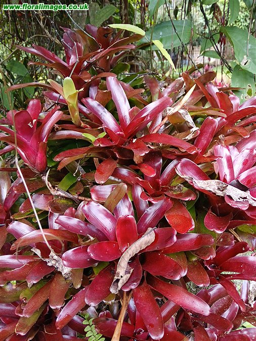 Aechnea caudata