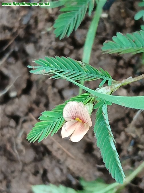 Aeschynomene americana