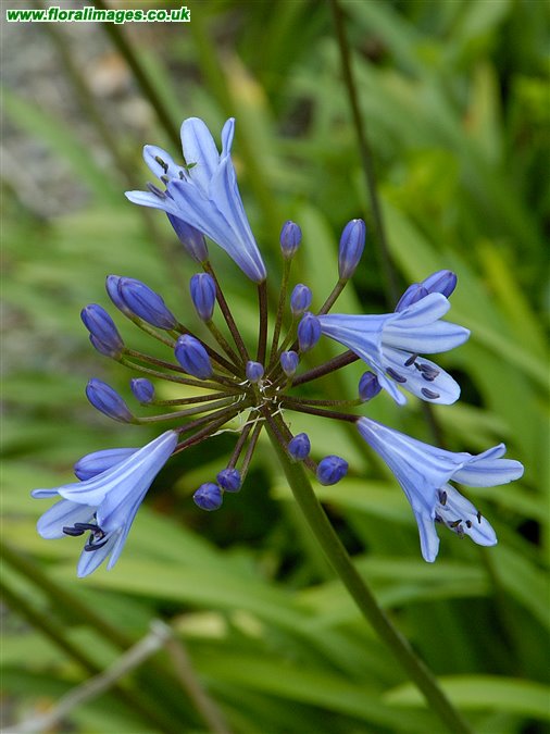 Agapanthus sp.