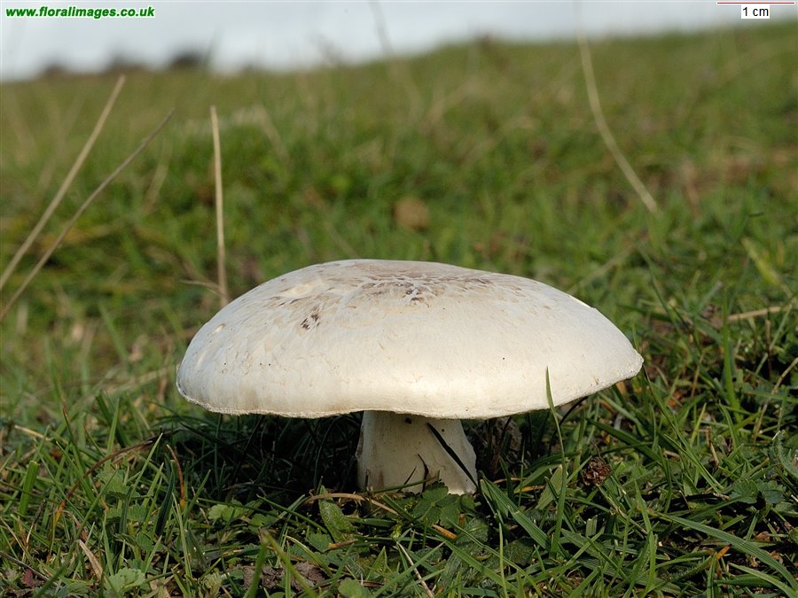 Agaricus campestris