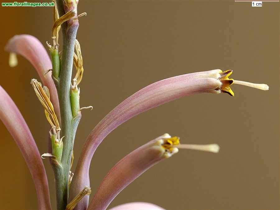 Agave parviflora