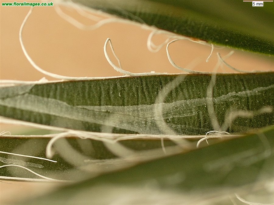 Agave parviflora