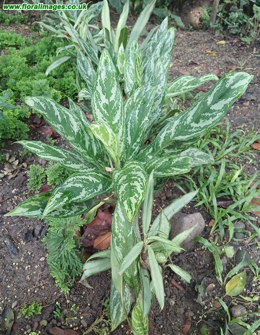 Aglaonema nitidum