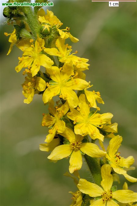 Agrimonia eupatoria