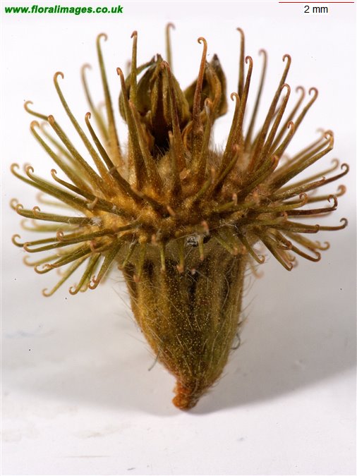 Agrimonia procera