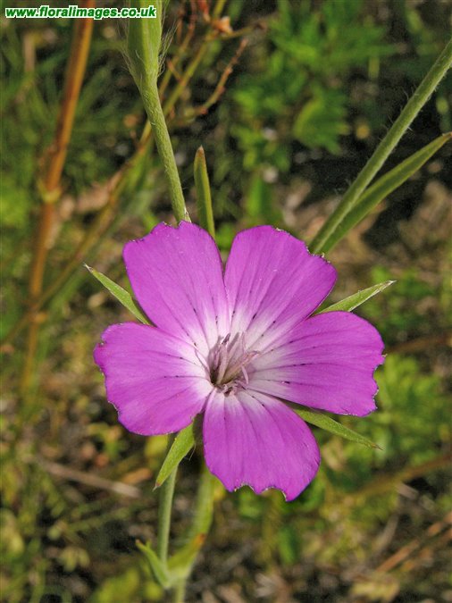 Agrostemma githago