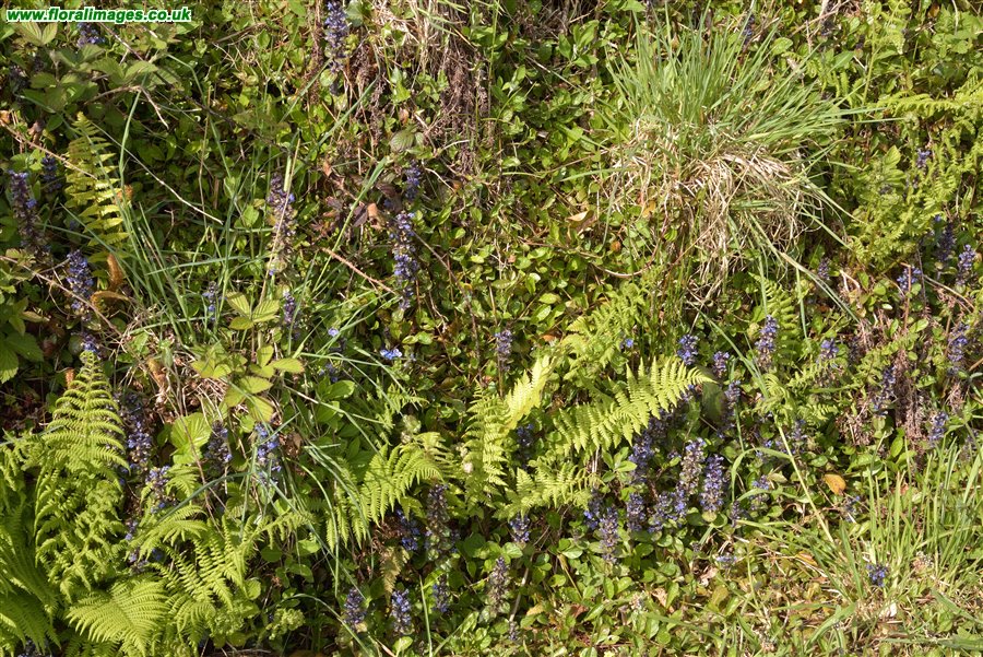 Ajuga reptans