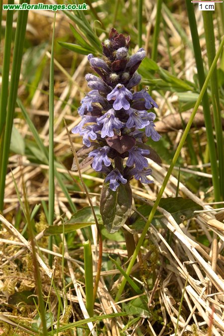Ajuga reptans