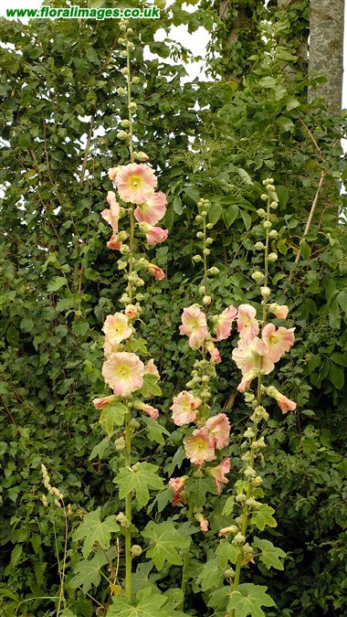 Alcea rosea