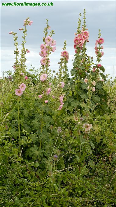 Alcea rosea