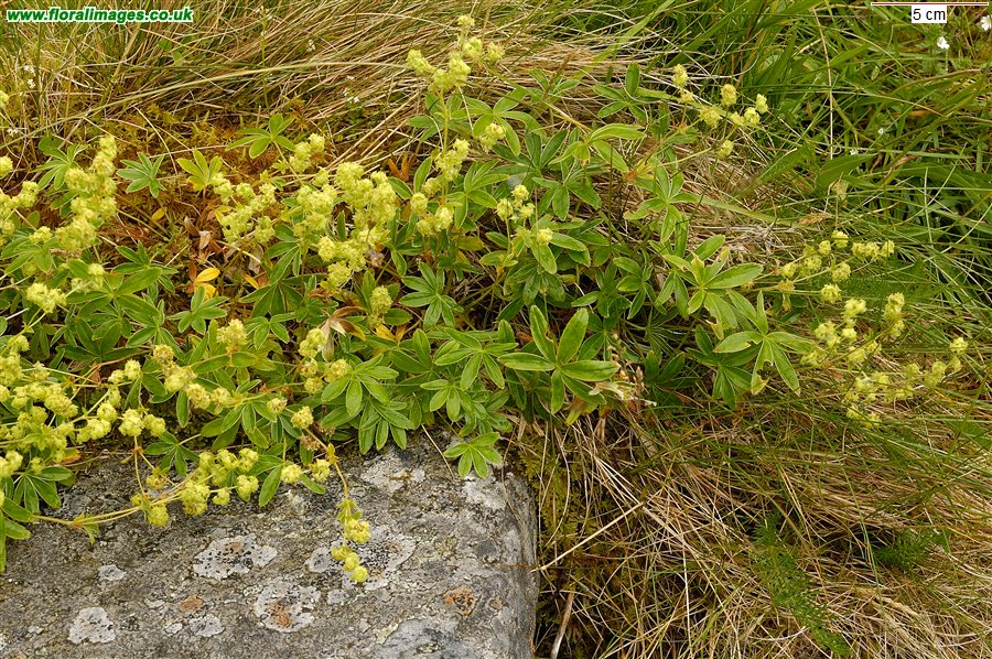 Alchemilla alpina