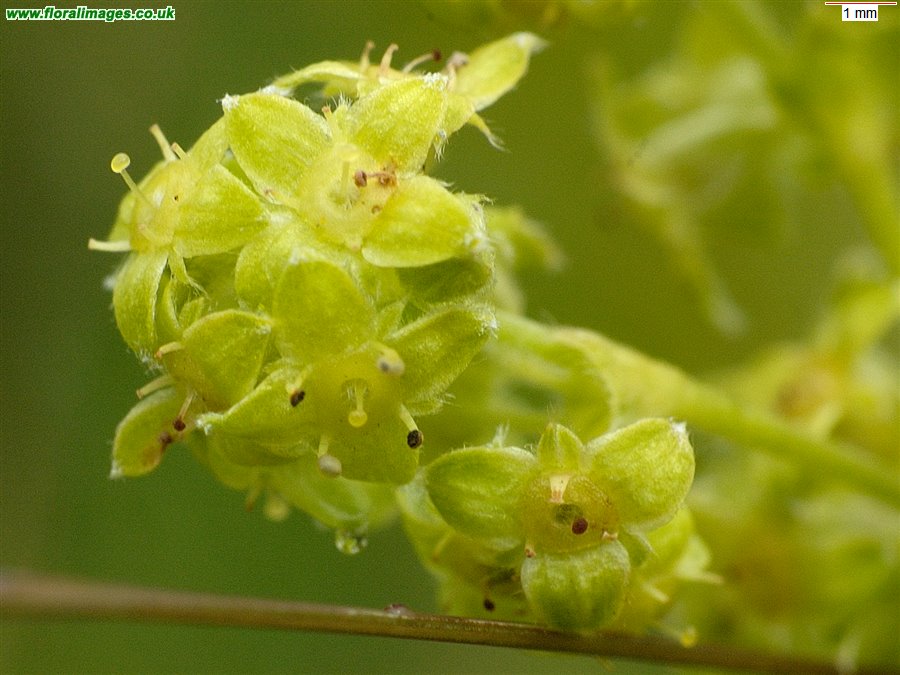 Alchemilla alpina