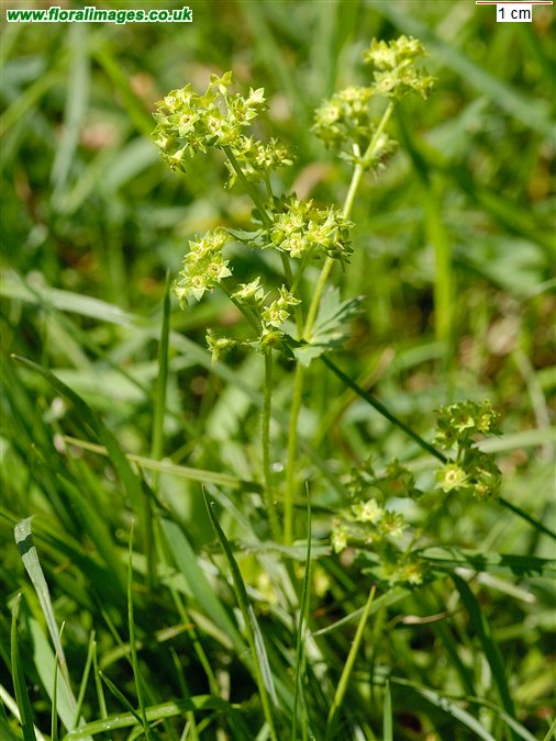 Alchemilla filicaulis