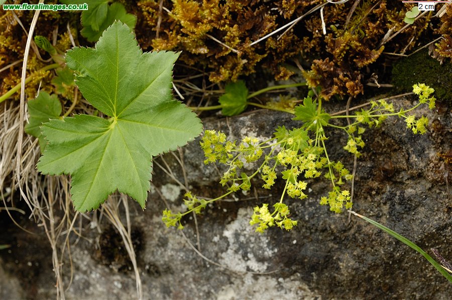 Alchemilla glabra