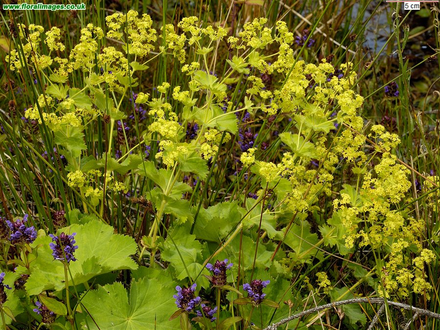 Alchemilla xanthochlora
