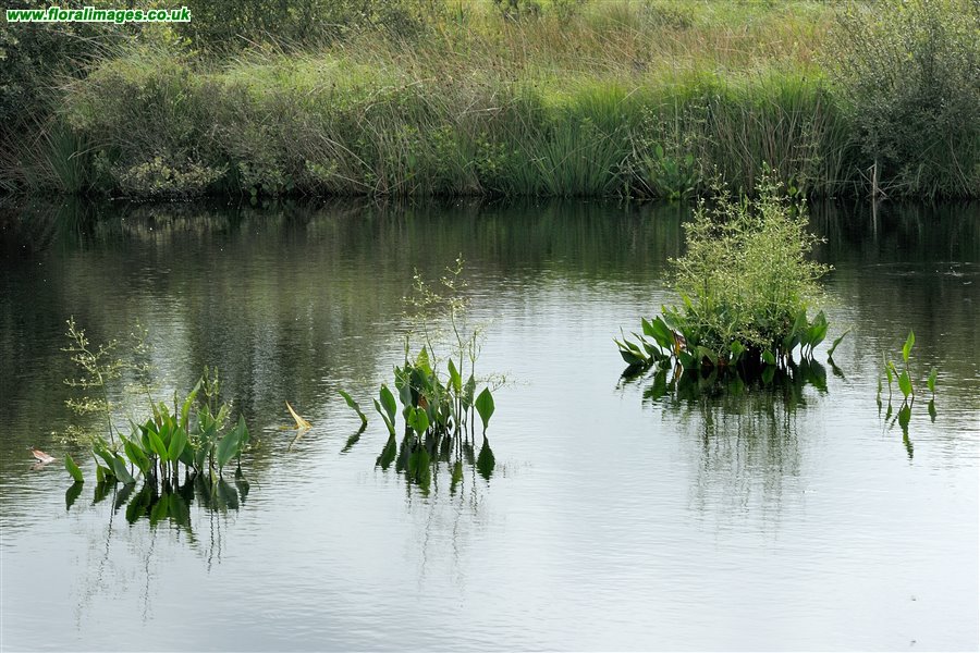 Alisma plantago-aquatica