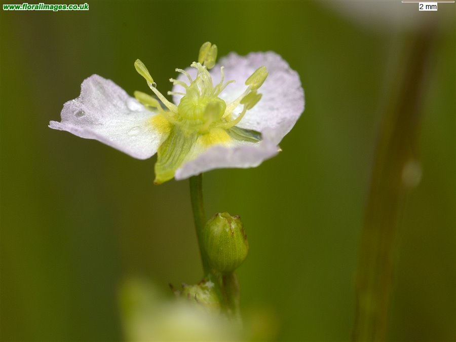 Alisma plantago-aquatica