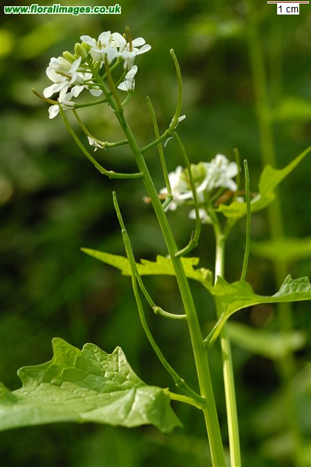 Alliaria petiolata