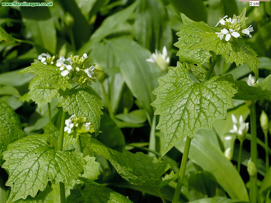 Alliaria petiolata