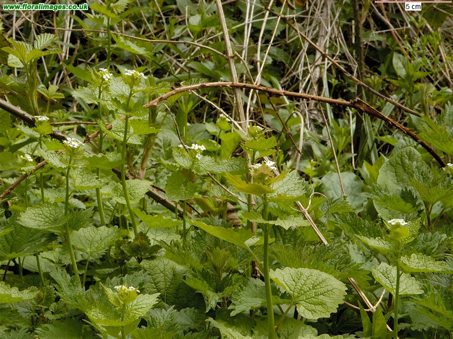 Alliaria petiolata