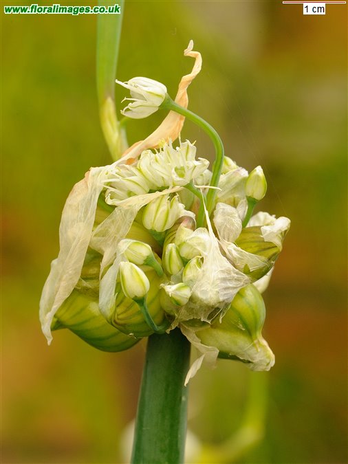 Allium cepa