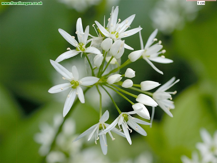 Allium ursinum