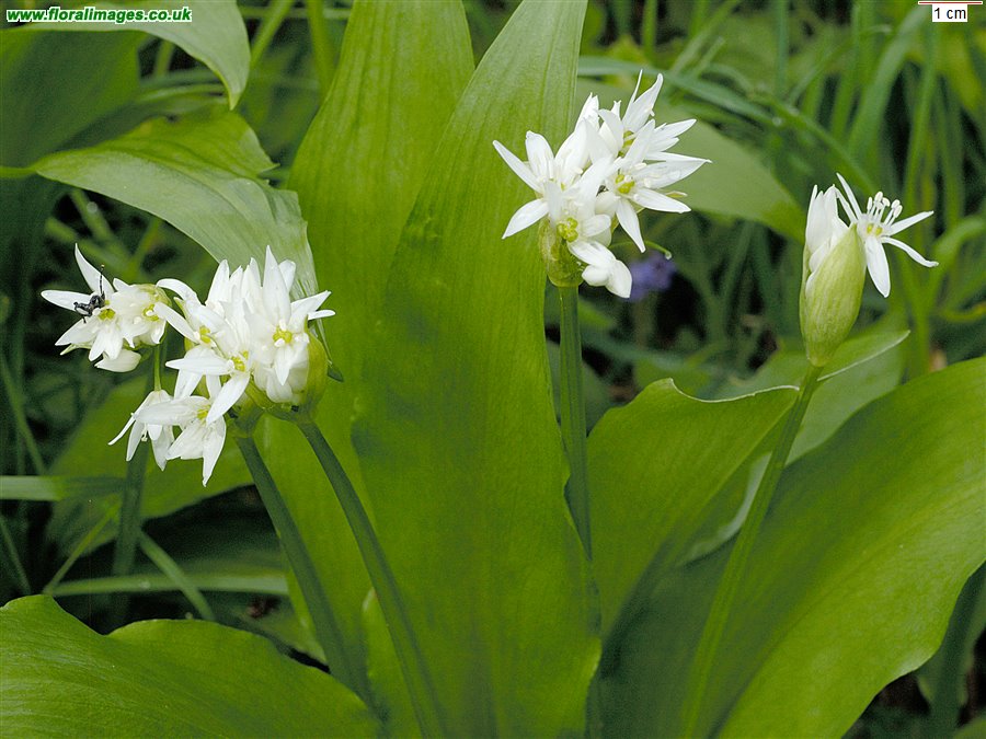 Allium ursinum