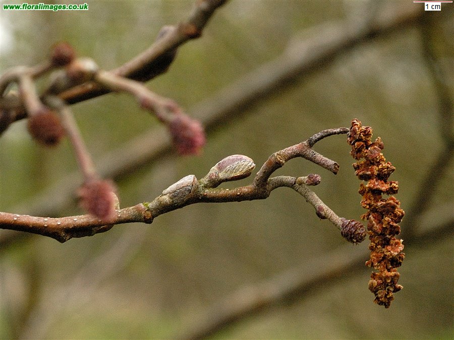 Alnus glutinosa