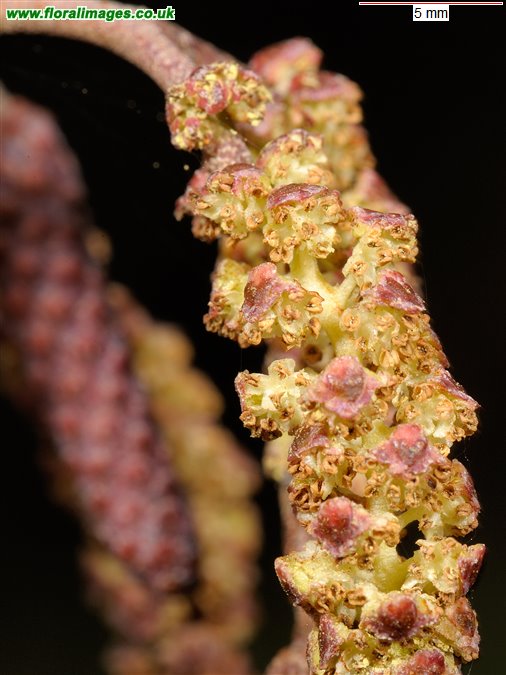 Alnus glutinosa