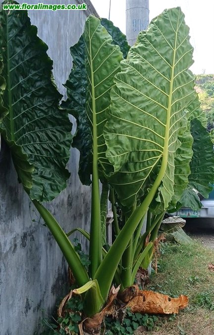 Alocasia macrorrhizos