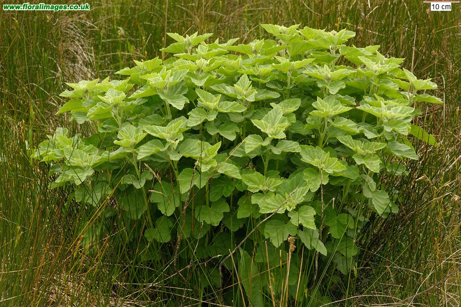 Althaea officinalis