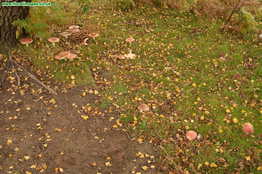 Amanita muscaria